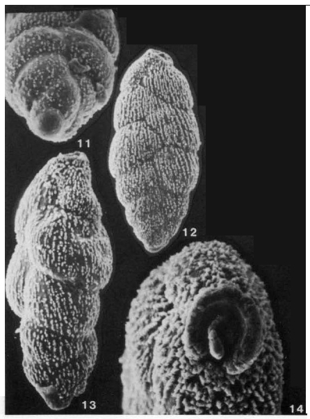 Spiroloxostoma croarae Conato, 1964