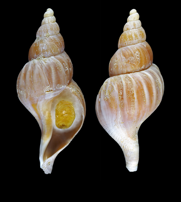 Plicifusus kroyeri (M�ller, 1842) - Greenland E, 35.0 mm