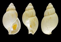 Liomesus ovum (W. Turton, 1825) - Iceland SW, 35.2 mm