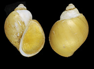 Amauropsis islandica (Gmelin, 1791) - Iceland NW, 10.4 mm