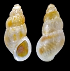 Onoba semicostata (Montagu, 1803) - Iceland W, 2.8 mm