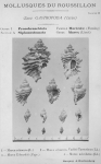 Bucquoy et al. (1882-1886, plaat 2)