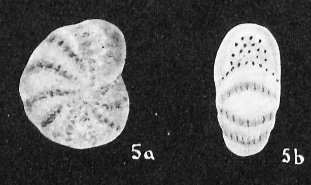 Cribroelphidium vadescens Cushman & Br�nnimann, 1948