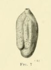 Miliolina oblonga var. arenacea Chapman, 1916