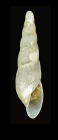Haliella stenostoma (Jeffreys, 1858) - Iceland SW, 6.2 mm