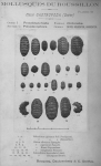 Polyplacophora