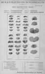 Bucquoy et al. (1882-1886, pl. 62) Bucquoy et al. (1882-1886, pl. 62)