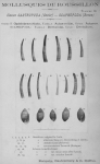 Bucquoy et al. (1882-1886, pl. 66) Bucquoy et al. (1882-1886, pl. 66)