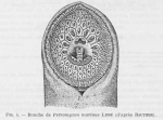 Poll (1947, figuur 4)