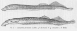 Poll (1947, figuur 5)
