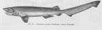 Poll (1947, figuur 14)