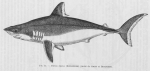 Poll (1947, figuur 15)