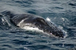 Humpback whale Humpback whale