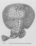 Elasmobranchii