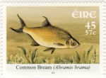 Abramis brama Abramis brama