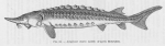 Acipenseriformes