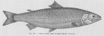 Poll (1947, fig. 101) Poll (1947, fig. 101)