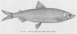 Poll (1947, fig. 102) Poll (1947, fig. 102)