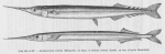 Poll (1947, fig. 116 & 117) Poll (1947, fig. 116 & 117)
