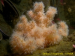 Anthozoa (sea anemones)