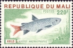 Alestes macrolepidotus Alestes macrolepidotus