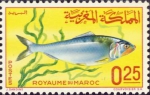Alosa ficta Alosa ficta