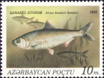 Alosa kessleri Alosa kessleri