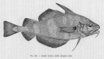 Poll (1947, fig. 133) Poll (1947, fig. 133)