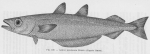 Poll (1947, fig. 139) Poll (1947, fig. 139)