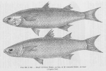 Poll (1947, fig. 208 & 209) Poll (1947, fig. 208 & 209)