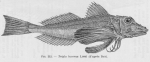 Scorpaeniformes