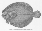 Poll (1947, fig. 242) Poll (1947, fig. 242)