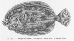 Poll (1947, fig. 244) Poll (1947, fig. 244)