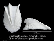 Amathina tricarinata