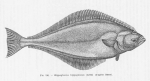 Poll (1947, fig. 246) Poll (1947, fig. 246)