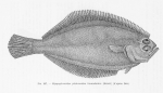 Poll (1947, fig. 247) Poll (1947, fig. 247)