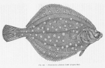 Poll (1947, fig. 249) Poll (1947, fig. 249)