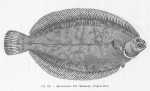 Poll (1947, fig. 251) Poll (1947, fig. 251)