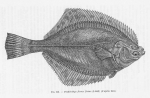 Poll (1947, fig. 253) Poll (1947, fig. 253)