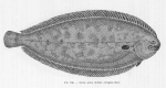 Poll (1947, fig. 256) Poll (1947, fig. 256)