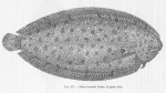 Poll (1947, fig. 257) Poll (1947, fig. 257)