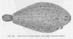 Poll (1947, fig. 258) Poll (1947, fig. 258)
