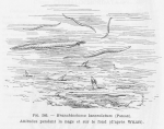 Cephalochordata (lancelets)