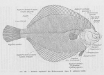 Poll (1947, fig. 238) Poll (1947, fig. 238)