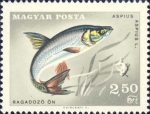 Aspius aspius Aspius aspius