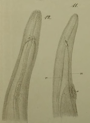 Cephalothrix ocellata Keferstein, 1862