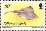 Rajiformes