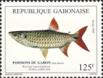 Brycinus macrolepidotus Brycinus macrolepidotus