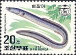 Anguilliformes