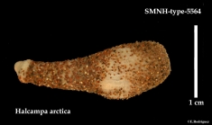 SMNH-type-5564